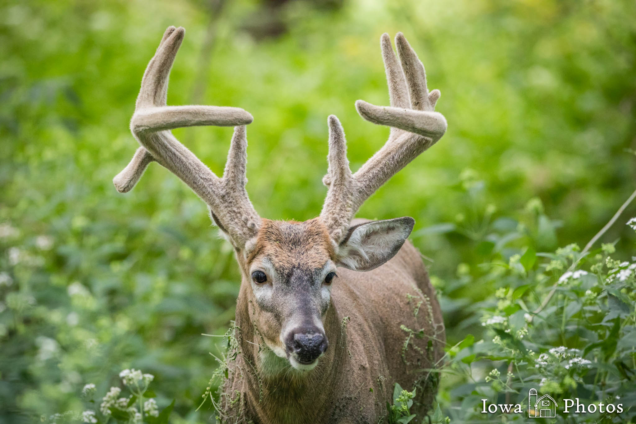 Picture of a Big Whitetail Buck in Velvet