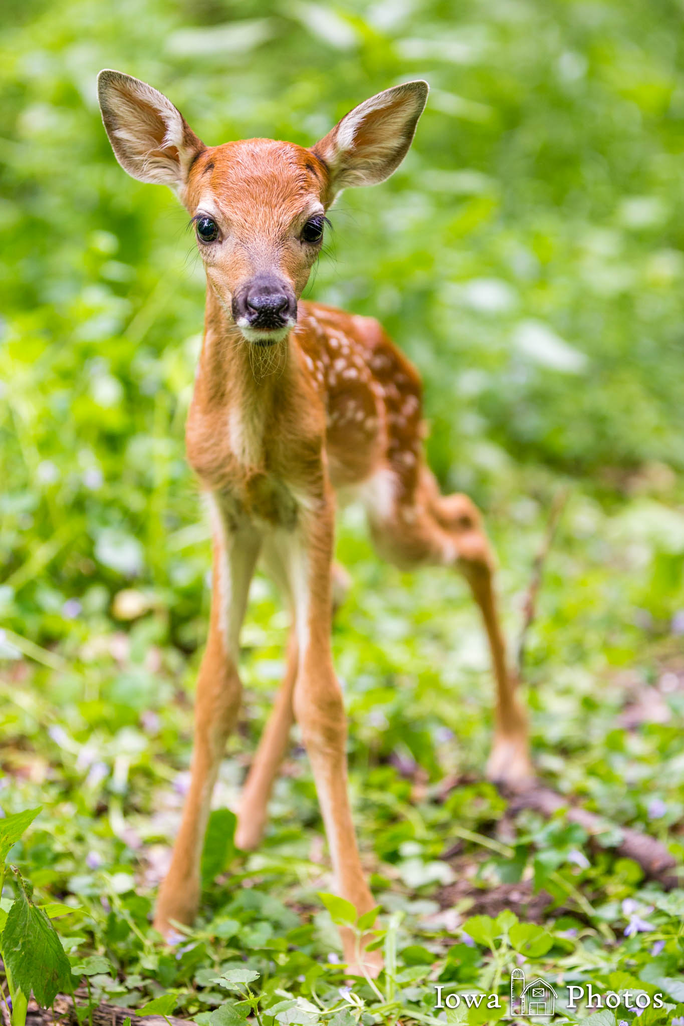 newborn white tailed deer